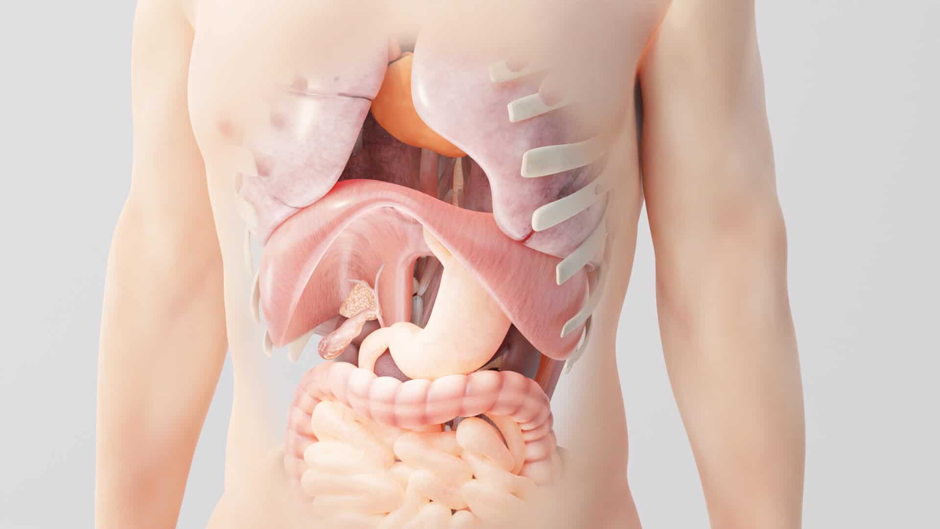 This is a 3D render of the human body, showing see-through of the skin into the internal organs like the diaphragm, liver and others.