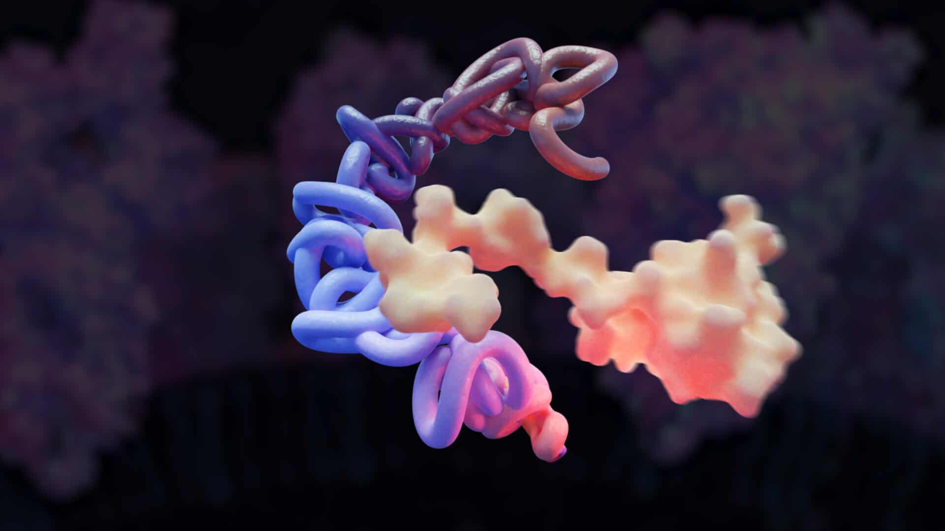 This is an image of a protein combining with another protein.